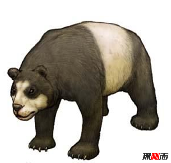 什么是始熊貓?以食肉為主的最早的熊貓(大熊貓的祖先)