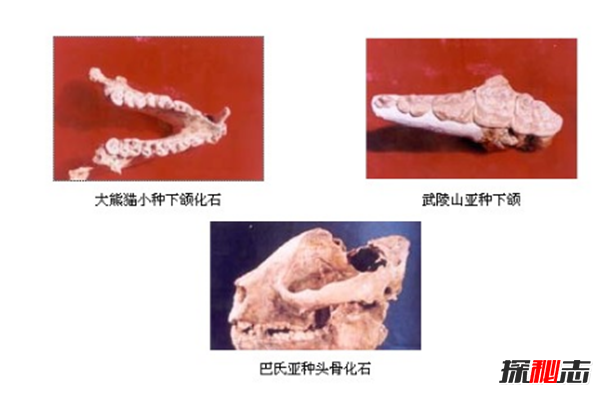 什么是始熊貓?以食肉為主的最早的熊貓(大熊貓的祖先)