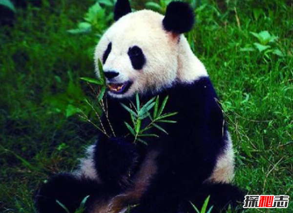 什么是始熊貓?以食肉為主的最早的熊貓(大熊貓的祖先)