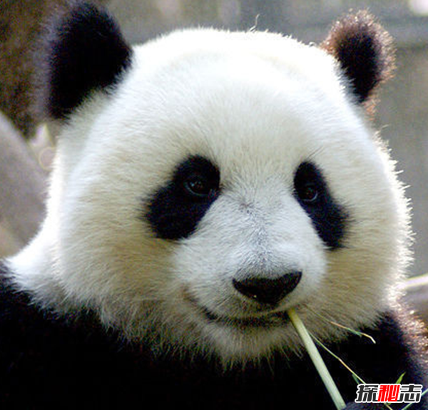 什么是始熊貓?以食肉為主的最早的熊貓(大熊貓的祖先)