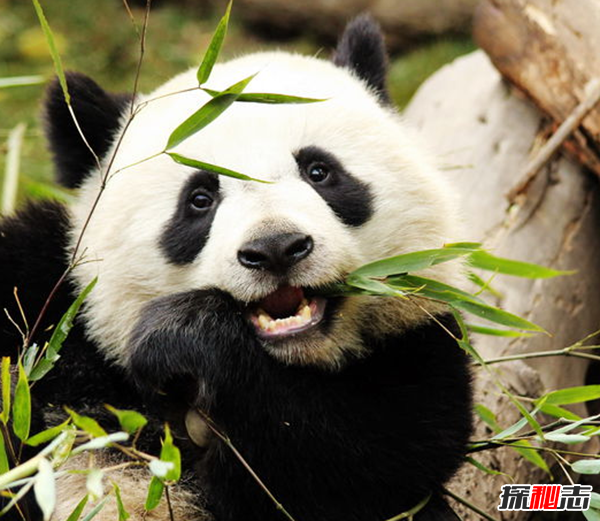 什么是始熊貓?以食肉為主的最早的熊貓(大熊貓的祖先)