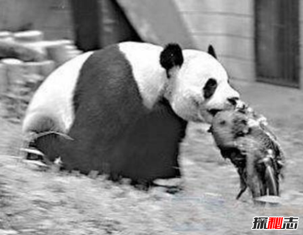 什么是始熊貓?以食肉為主的最早的熊貓(大熊貓的祖先)