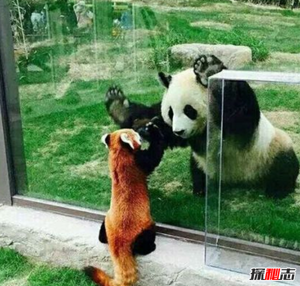 什么是始熊貓?以食肉為主的最早的熊貓(大熊貓的祖先)