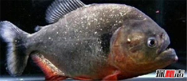 世界上最恐怖的十種動物,死亡之蟲噴出毒液讓人瞬間死亡