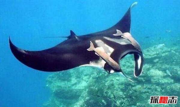世界上最恐怖的十種動物,死亡之蟲噴出毒液讓人瞬間死亡