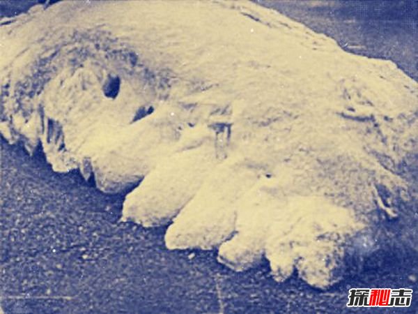 雙魚玉佩五張黑白照片,九頭鳥讓你神志不清