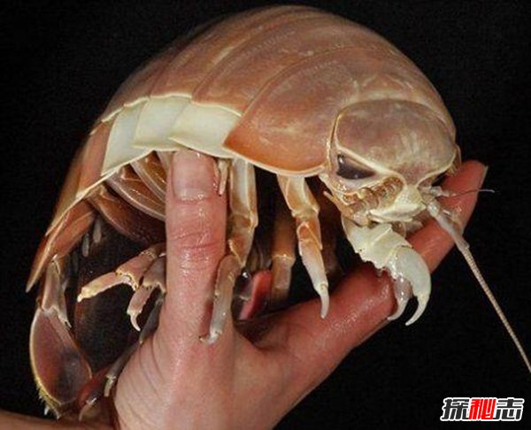 鬼璽是真實(shí)存在的嗎,揭秘盜墓筆記中真實(shí)存在的27件詭異物品
