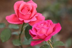 一年四季都盛開的花是什么花?月月紅和日日春全年無休