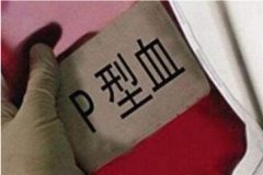 世界最罕見的血型 除了熊貓血之外你還知道哪些稀有血型