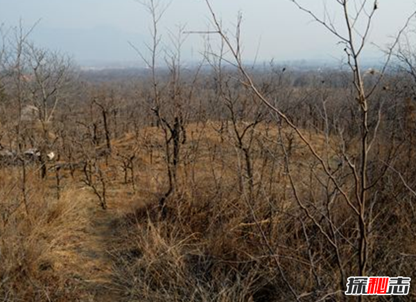 超邪乎!江蘇真實(shí)靈異事件,大兇之地嬰兒墳怨氣超重