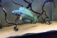 雷龍魚的生活習(xí)性 怎樣辨別雷龍魚的雌雄