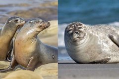 海獅和海豹有什么區(qū)別?原來最大的區(qū)別是這5個部位