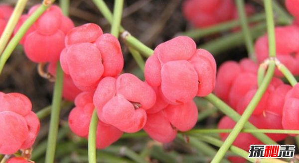 天然不等于無害!生活中常見的15大天然產(chǎn)品