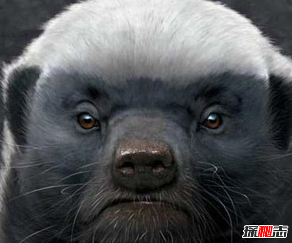 平頭哥蜜獾為什么厲害?平頭哥十大戰(zhàn)役(無所畏懼)