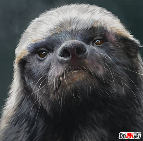 平頭哥蜜獾為什么厲害?平頭哥十大戰(zhàn)役(無所畏懼)