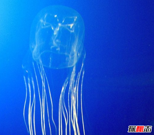 海洋太可怕!海洋深處的十大恐怖秘密