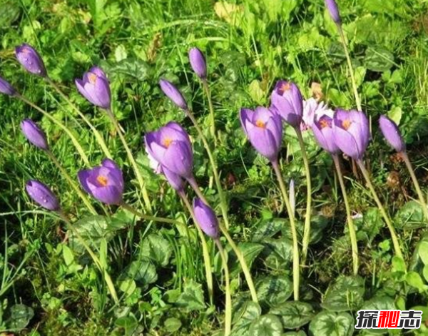 世界上什么植物最危險(xiǎn)?盤(pán)點(diǎn)世界上12大危險(xiǎn)植物