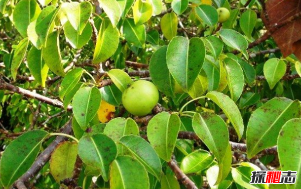 世界上什么植物最危險(xiǎn)?盤(pán)點(diǎn)世界上12大危險(xiǎn)植物