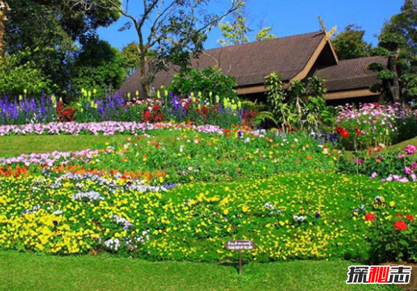 自家花園如何打理?10個(gè)花園養(yǎng)護(hù)小妙招