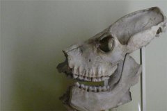 巨狐猴：鼬狐猴的近親（500年前已經(jīng)滅絕的生物）