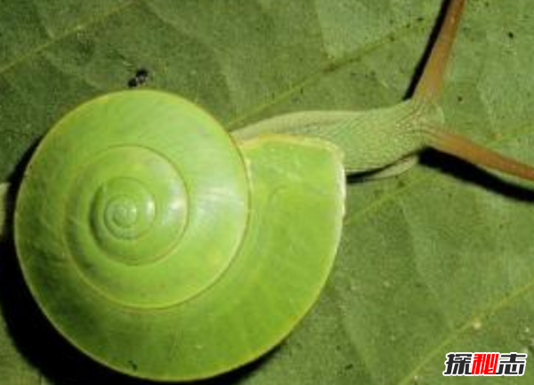 會(huì)變色的動(dòng)物有哪些?世界十大神秘變色動(dòng)物