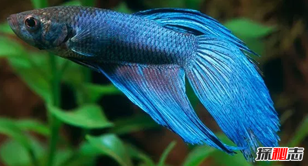 如何養(yǎng)betta魚?關于養(yǎng)斗魚的10個有趣事實