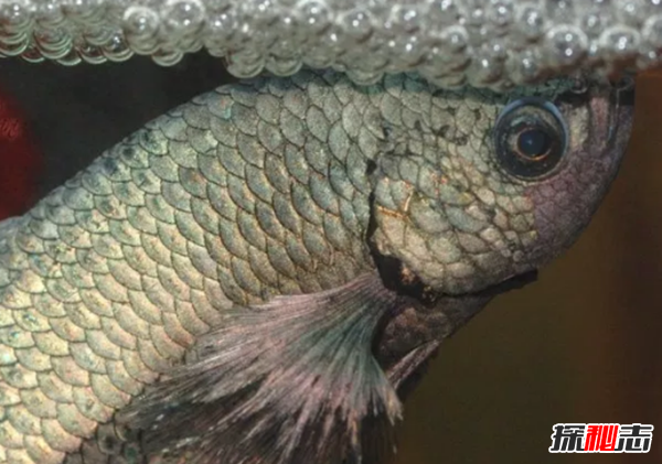 如何養(yǎng)betta魚?關于養(yǎng)斗魚的10個有趣事實