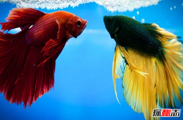 如何養(yǎng)betta魚?關于養(yǎng)斗魚的10個有趣事實