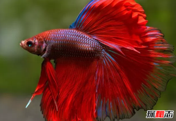 如何養(yǎng)betta魚?關于養(yǎng)斗魚的10個有趣事實
