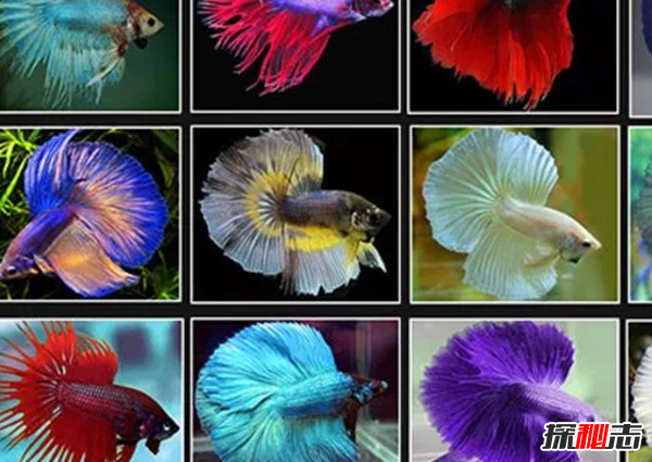 如何養(yǎng)betta魚?關于養(yǎng)斗魚的10個有趣事實