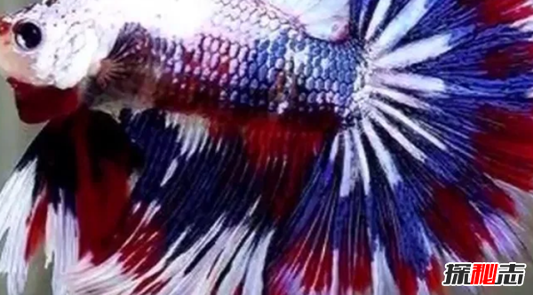 如何養(yǎng)betta魚?關于養(yǎng)斗魚的10個有趣事實