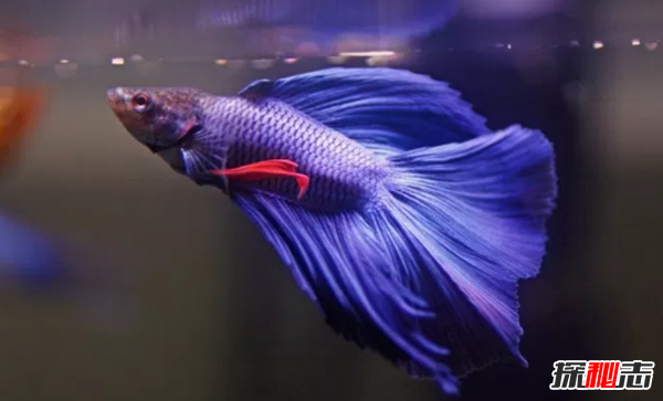 如何養(yǎng)betta魚?關于養(yǎng)斗魚的10個有趣事實