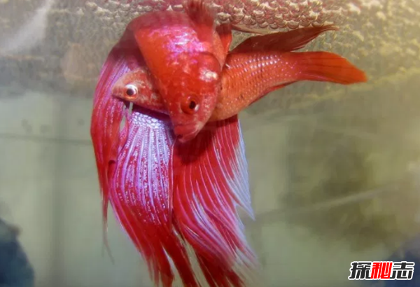 如何養(yǎng)betta魚?關于養(yǎng)斗魚的10個有趣事實