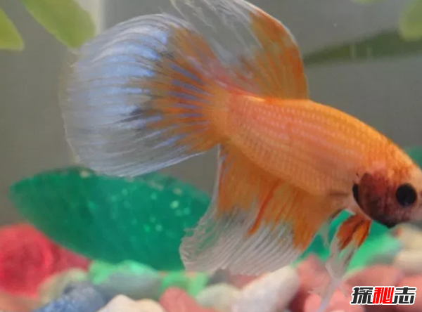 如何養(yǎng)betta魚?關于養(yǎng)斗魚的10個有趣事實