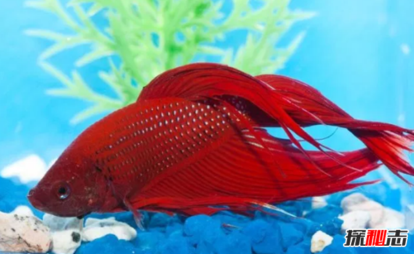 如何養(yǎng)betta魚?關于養(yǎng)斗魚的10個有趣事實