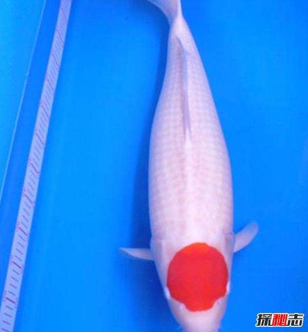 轉(zhuǎn)發(fā)錦鯉是什么梗?盤點(diǎn)世界十大名貴錦鯉(附圖片)
