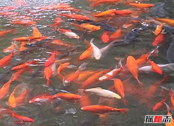 錦鯉寓意什么意思?錦鯉養(yǎng)幾條最吉利
