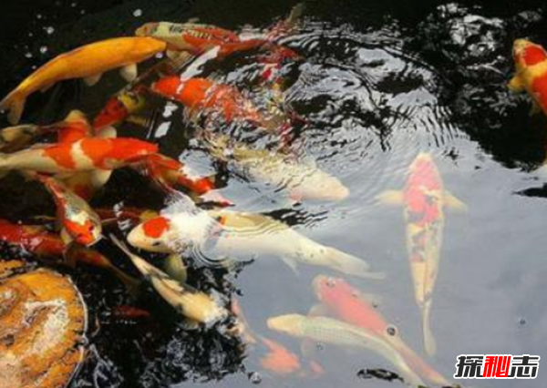 錦鯉寓意什么意思?錦鯉養(yǎng)幾條最吉利