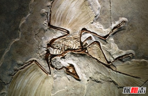 地球還存在史前生物嗎?世界十大無害的史前生物