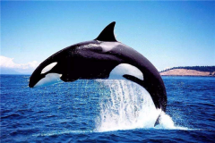 LʲôºCİͻF(צ˻׃)