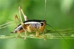 ʲô