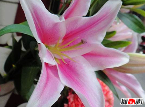 十二星座的守護(hù)花是什么?盤點(diǎn)十二星座守護(hù)花(附圖)