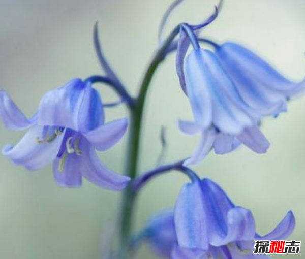 十二星座的守護(hù)花是什么?盤點(diǎn)十二星座守護(hù)花(附圖)