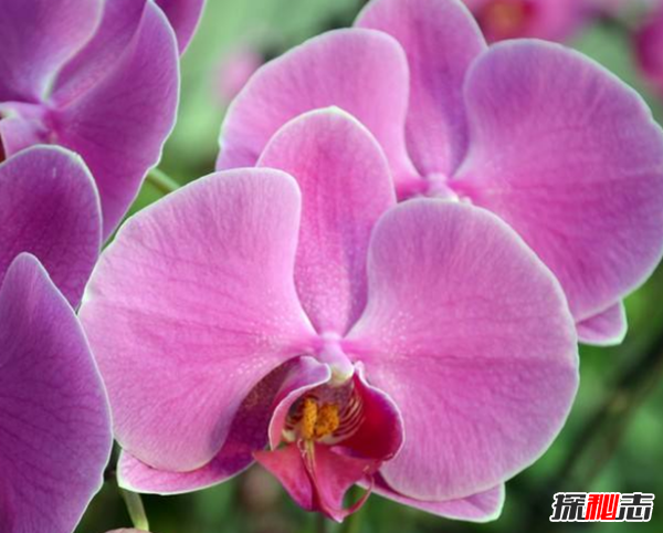 十二星座的守護(hù)花是什么?盤點(diǎn)十二星座守護(hù)花(附圖)