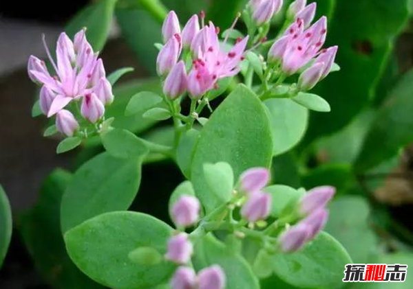傳說中的花有哪些?盤點上古八大奇花(附圖片)