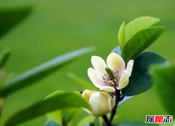 傳說中的花有哪些?盤點上古八大奇花(附圖片)