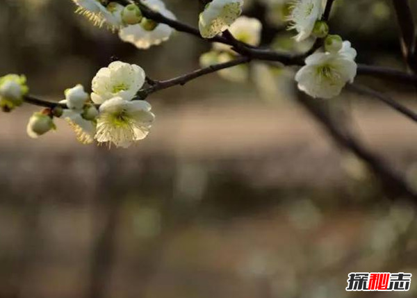傳說中的花有哪些?盤點上古八大奇花(附圖片)