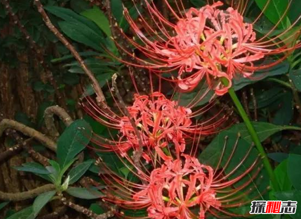 傳說中的花有哪些?盤點上古八大奇花(附圖片)