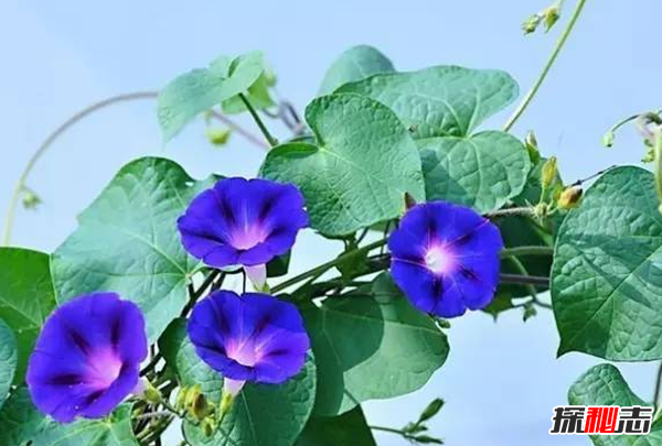 傳說中的花有哪些?盤點上古八大奇花(附圖片)