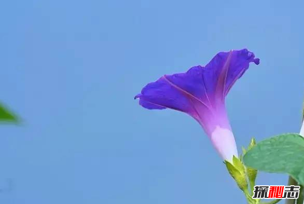 傳說中的花有哪些?盤點上古八大奇花(附圖片)